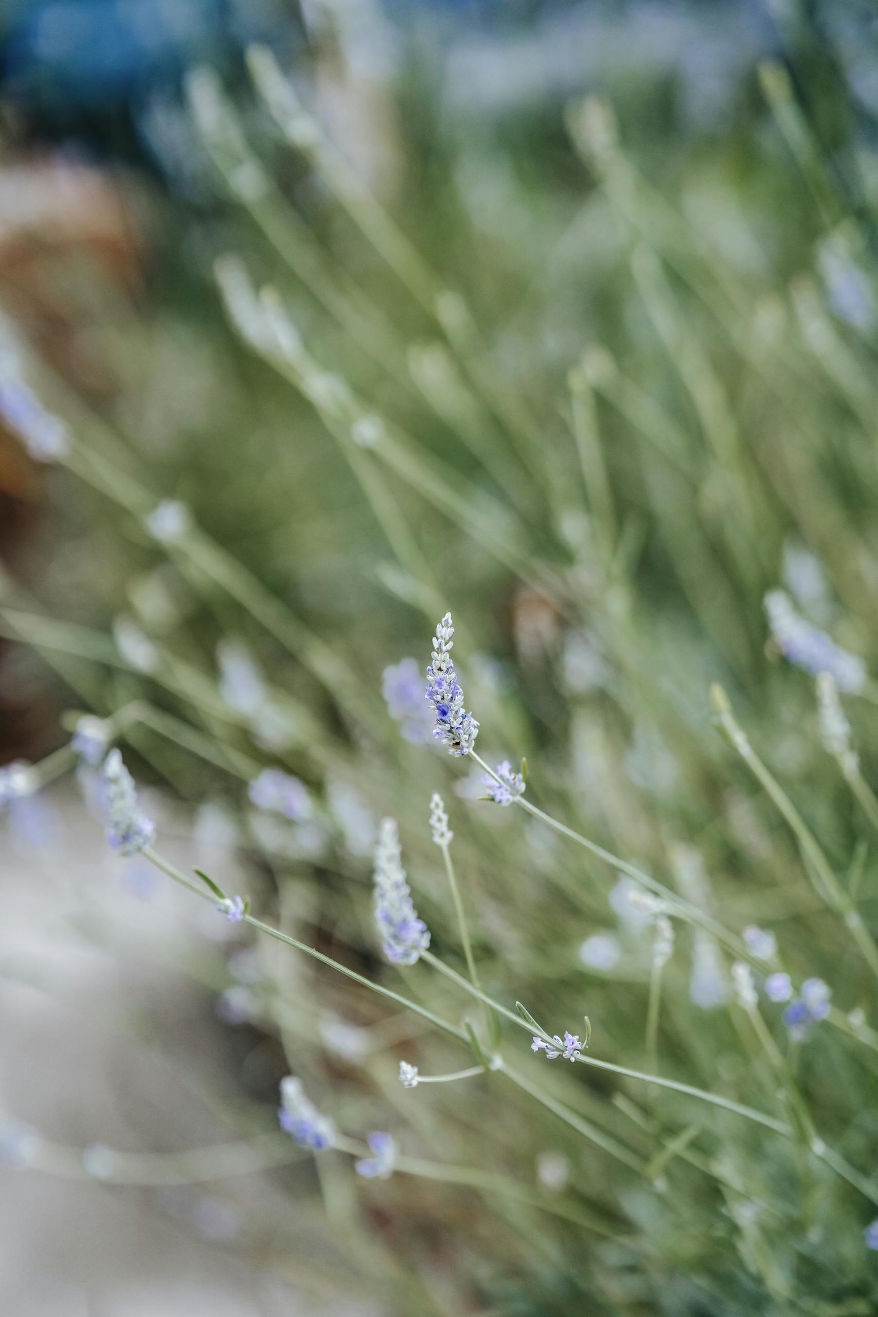 Delicate blooming flowers growing in garden